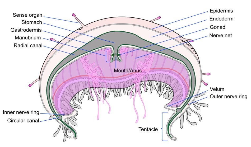 anatomical clipart of the jellyfish