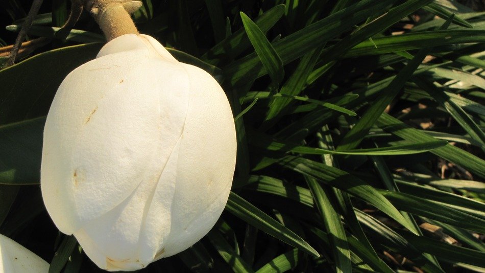white bulb of magnolia