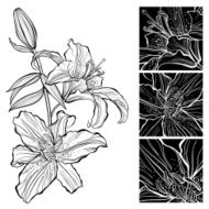 Lily Black and white vector illustration