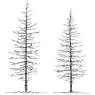 Two trees N3