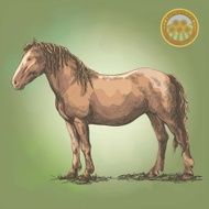horse standing N2