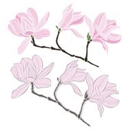 Set of magnolia isolated on white background N2