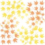 Maple branch N2