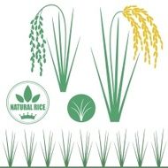 Rice N6