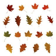 Oak and Maple Autumn Leaves
