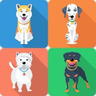 dog Akita Inu Dalmatian Rottweiler and West Highland White Terrier N2