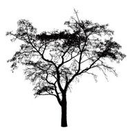 tree silhouette N72
