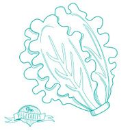 Outline hand drawn sketch of lettuce (flat style thin line) N2