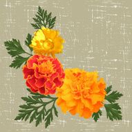 marigolds N2