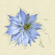 nigella N2