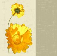 calendula N2