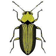 Green insect