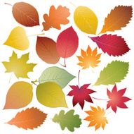 Set of colored leaves