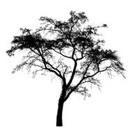 tree silhouette N73