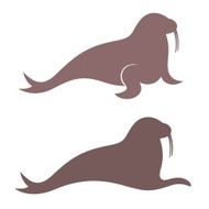 Walrus N3