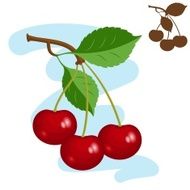 Three cherries