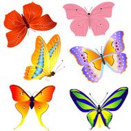 tropical butterflies N3