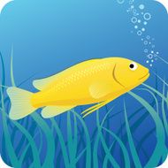 Electric yellow labido fish under water