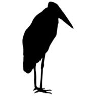 marabou