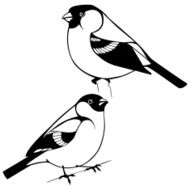 Vector set of decorative bullfinch birds