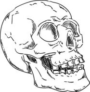 Skull N63