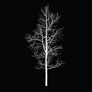 Trees with dead branch N147
