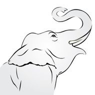 Elephant N84
