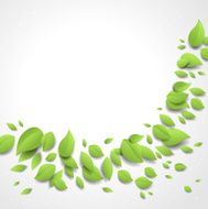 Spring background with green leaves