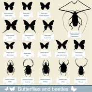 silhouettes of insects - beetles and butterflies