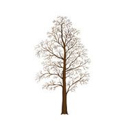 silhouette detached tree birch with leaves