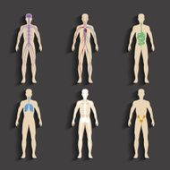 Human organs and body systems