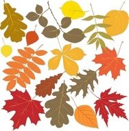 autumn leaves N89