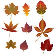 Leafs N25