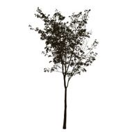 tree silhouette N76