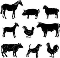 black and white farm animals