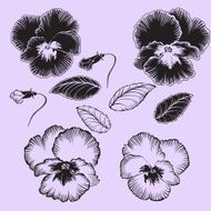 set of violets with buds and leaves