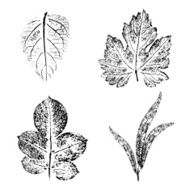 leaf print
