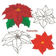 poinsettia flowers contours of flowers on a white background