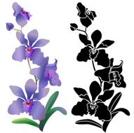 Orchid N15