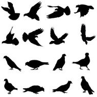Pigeon Silhouette N4