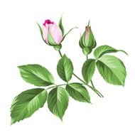 pink rose N29