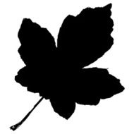 Maple Leaf N33