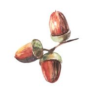 watercolor autumn oak acorns