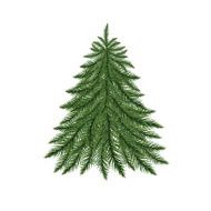 Green Christmas fir tree