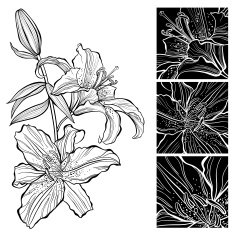 Lily Black and white vector illustration