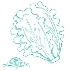 Outline hand drawn sketch of lettuce (flat style thin line) N2