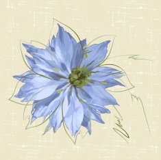 nigella N2