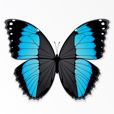 The azure butterfly