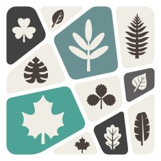 leaf N33