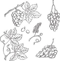 Vector pattern of wine bottles and glasses